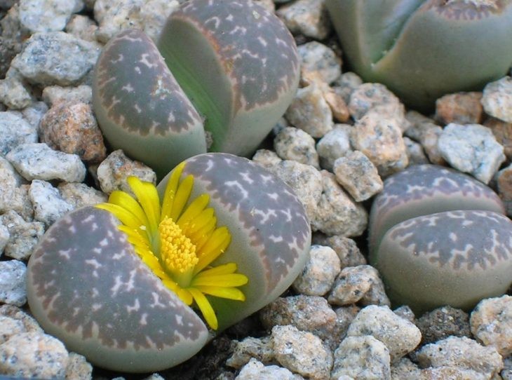 Rocas vivas rocas_vivas