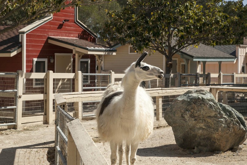 llama