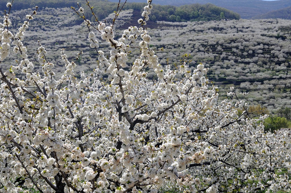 Questi alberi sono una delle meraviglie della natura da vedere una volta nella vita