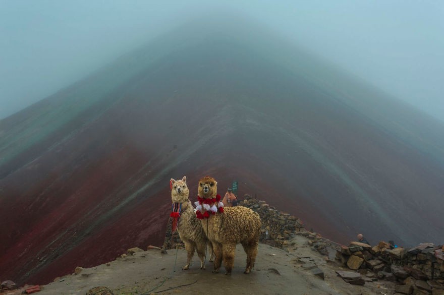 'Couples Goals' 1llamas