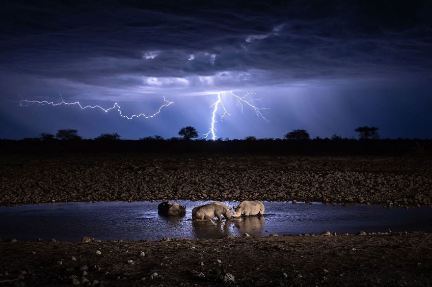 'Wildlife Under Lightning' 2rinocerontes