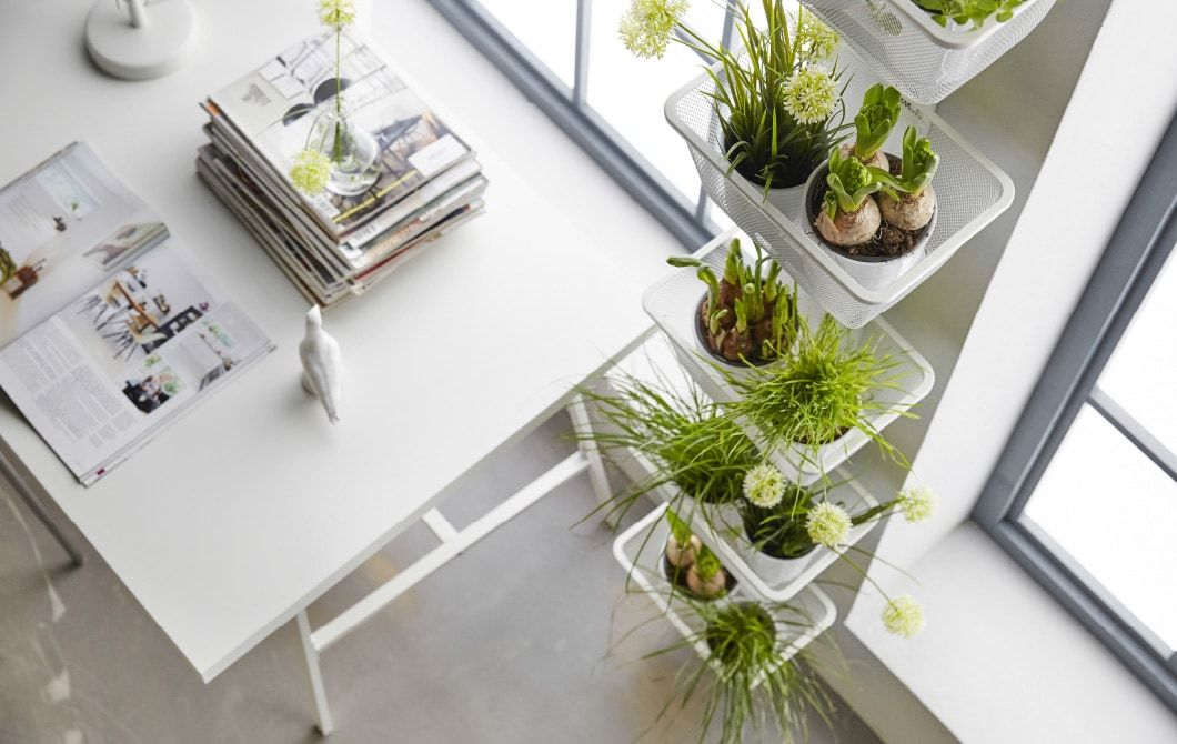 Todo lo que necesitas saber para tener un pequeño jardín dentro de tu casa