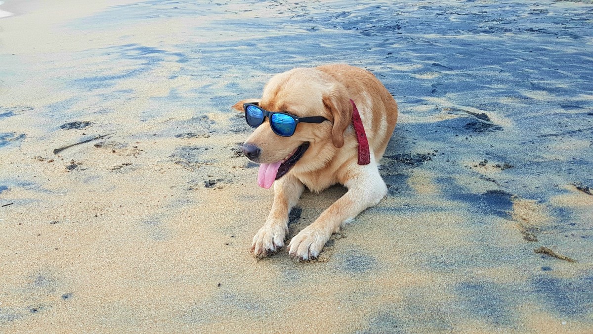 pixabay.com/es/users/swaddytalk-7393272/