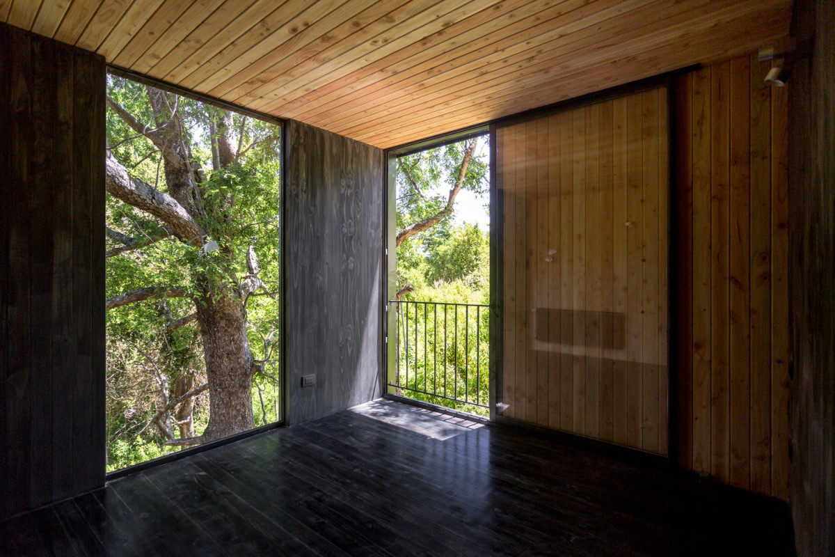 Está en un bosque chileno