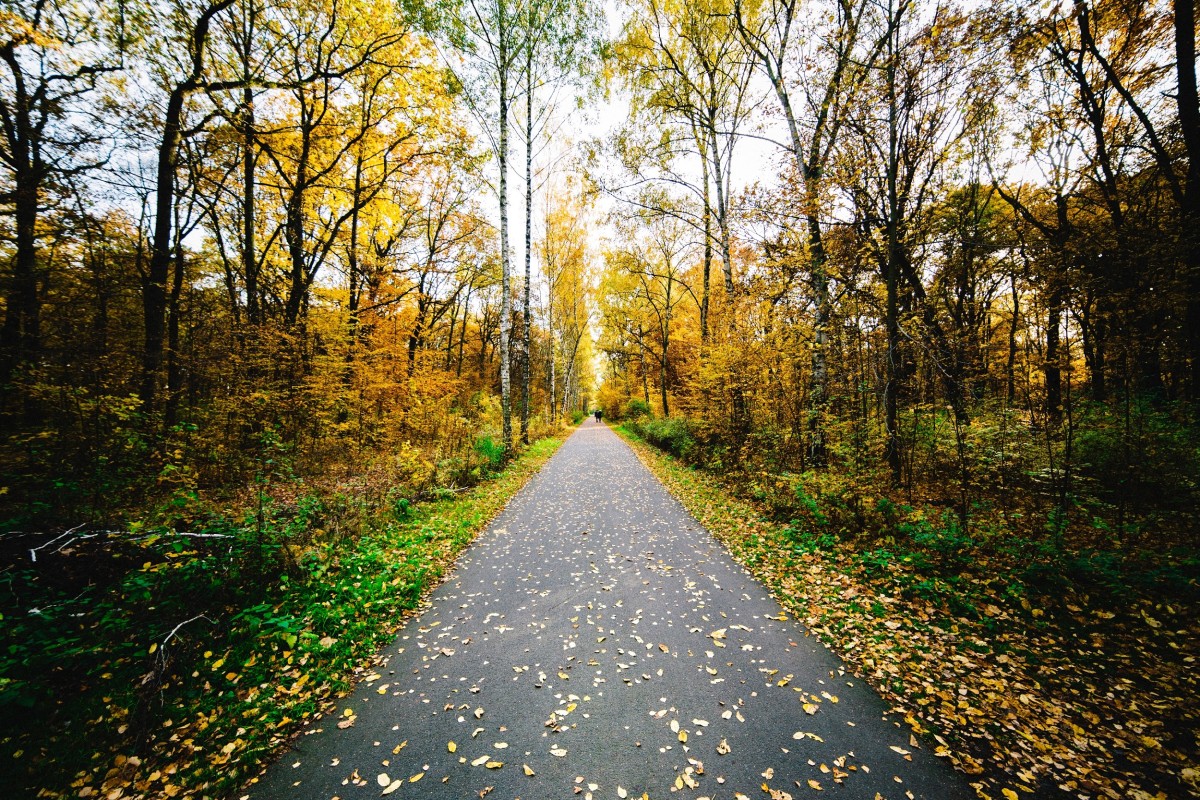 Красивый осенний пейзаж / Unsplash