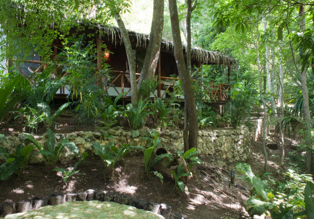 Una flora tropical salvaje