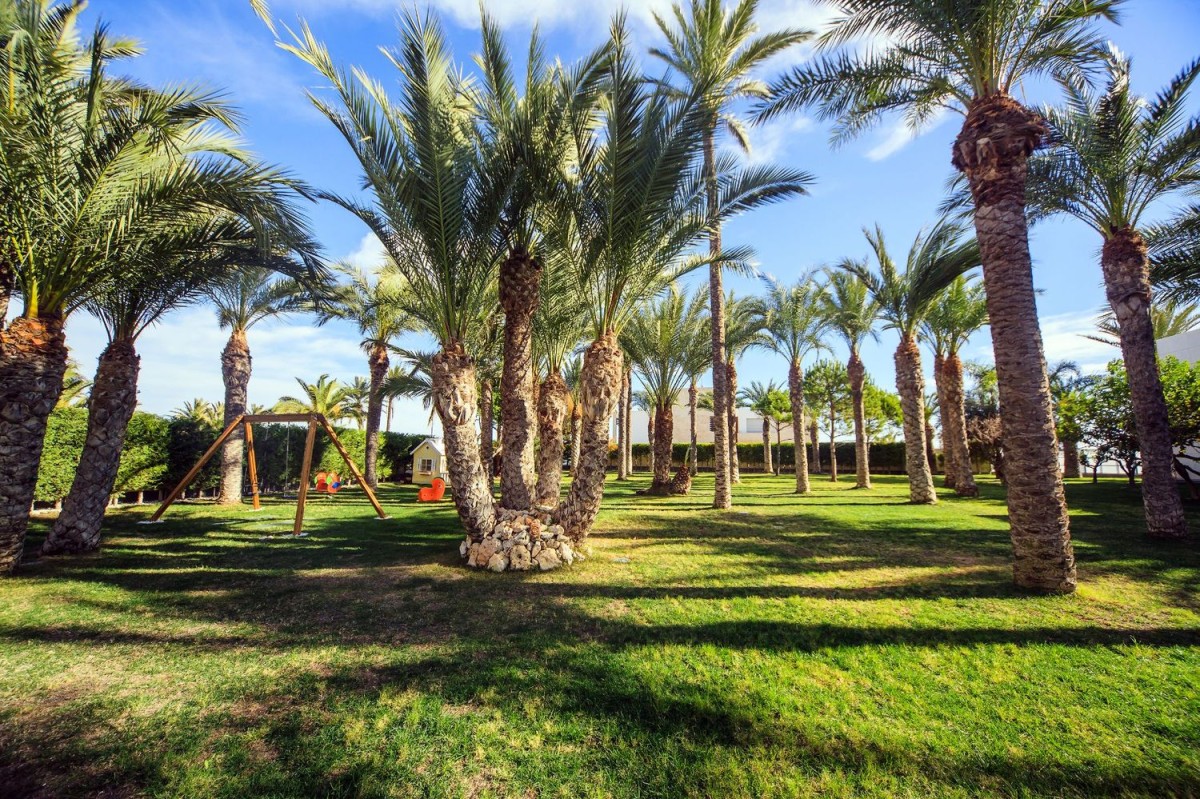 Palm trees in the garden