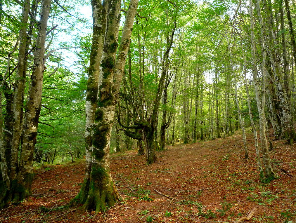 Vue sur le parc naturel Saja-Besaya