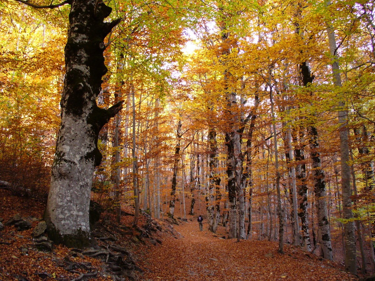 Forêt de hêtres dans la vallée d'Ordesa