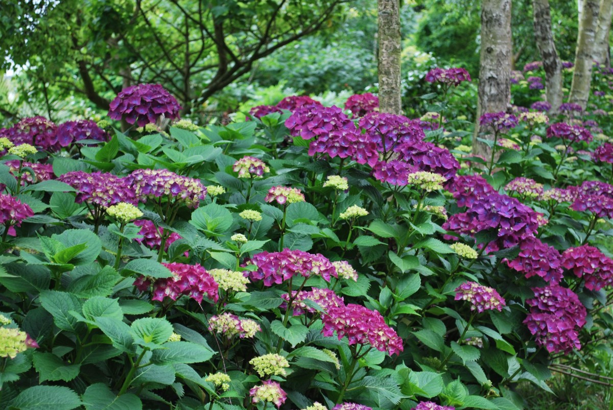 Flowers in the garden