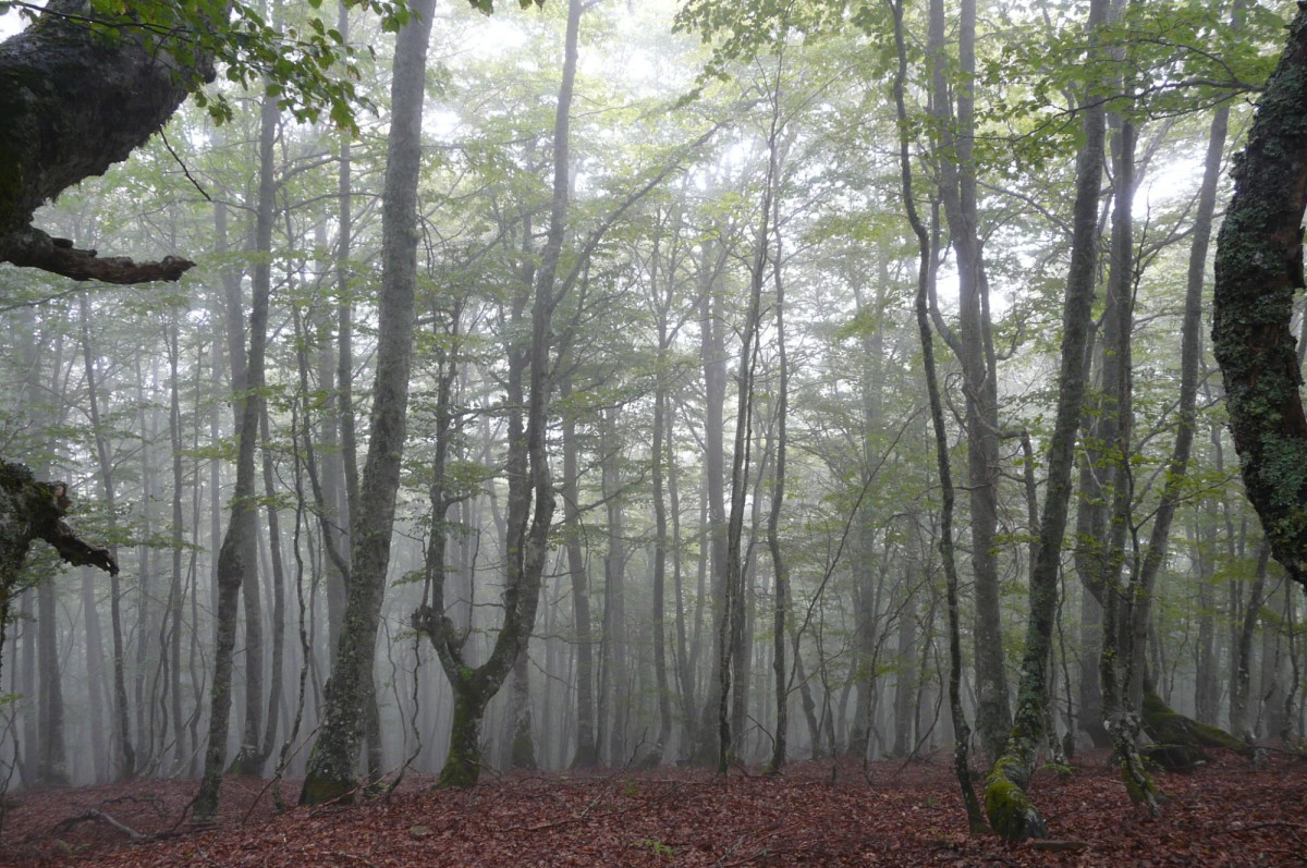 Forêt de hêtres brumeuses