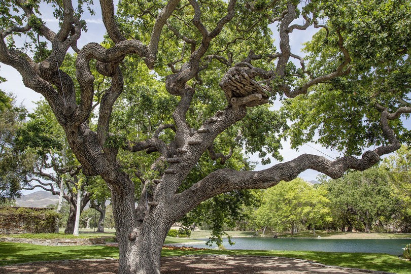 arbol