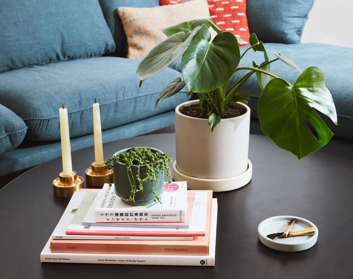 Descubre lo bueno de tener flores de invierno en casa (y cómo cuidarlas)