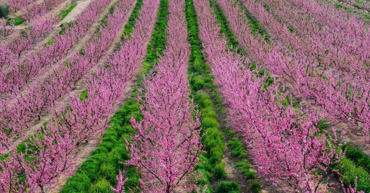 The Spring Blossom in Cieza, Murcia / pxhere