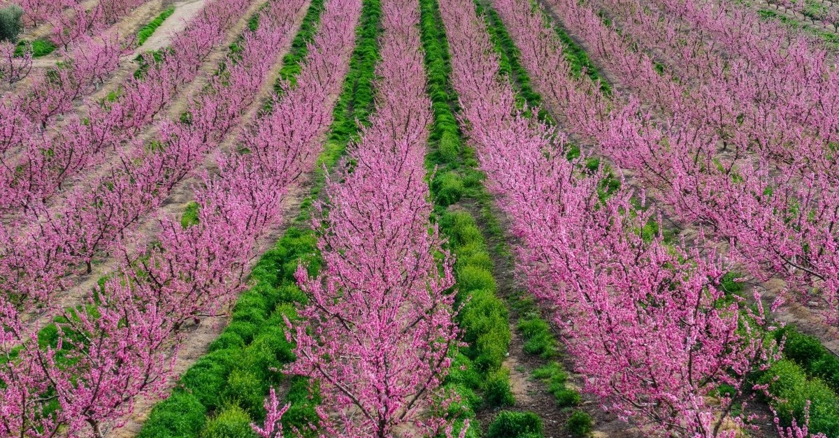 Floarea de primăvară din Cieza, Murcia / pxhere