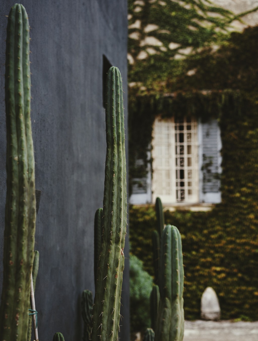 Apuesta por el cáctus