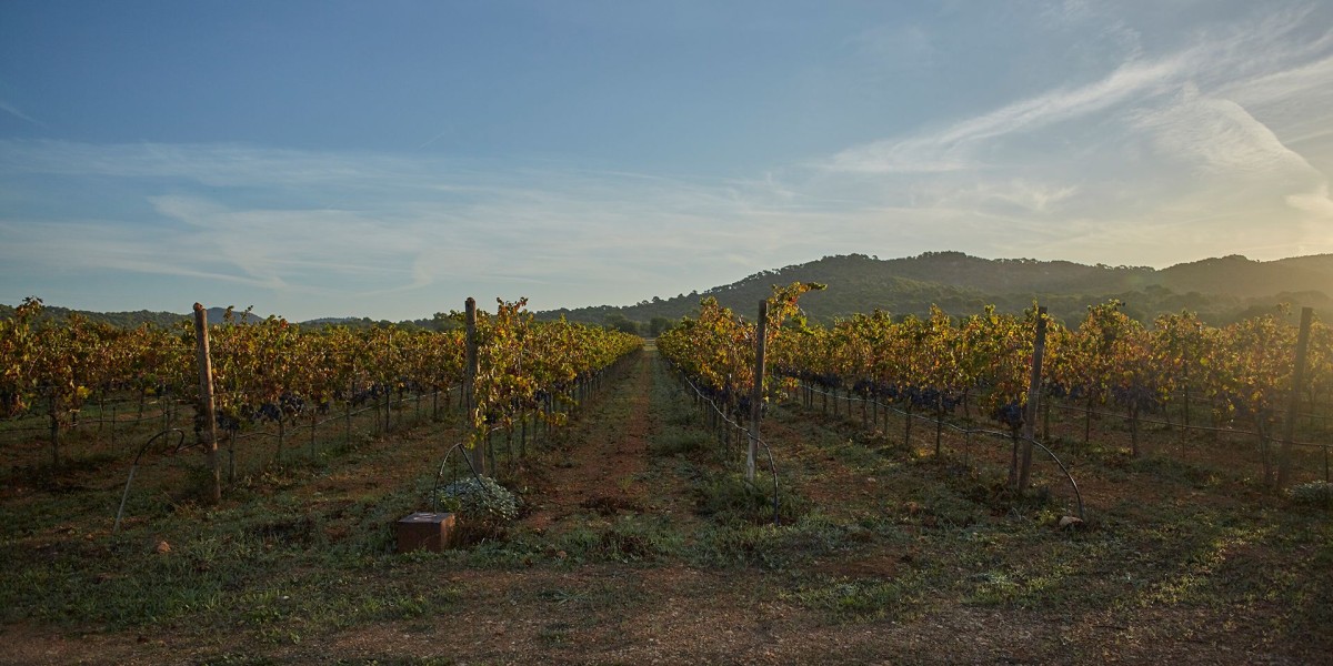 Se dedica a los vinos ecolígicos, aceites y conservas