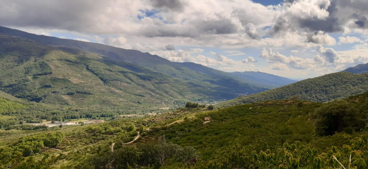 Las dos caras del covid-19 en la agricultura: se queda sin mano de obra, pero impulsa las ventas online