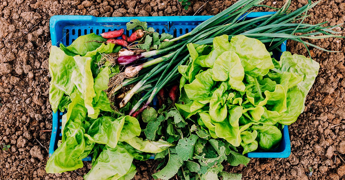 Cómo crear un huerto en casa: qué plantar y dónde para tener sabrosos productos en la mesa