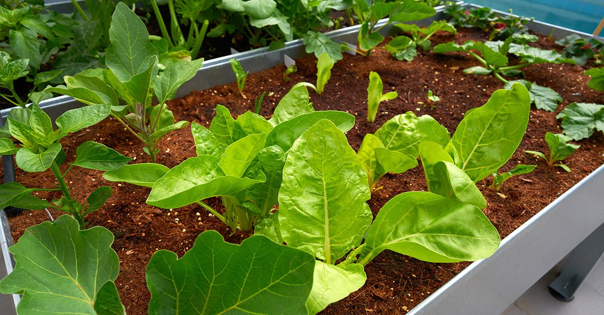 Cómo crear un huerto en casa: qué plantar y dónde para tener sabrosos productos en la mesa