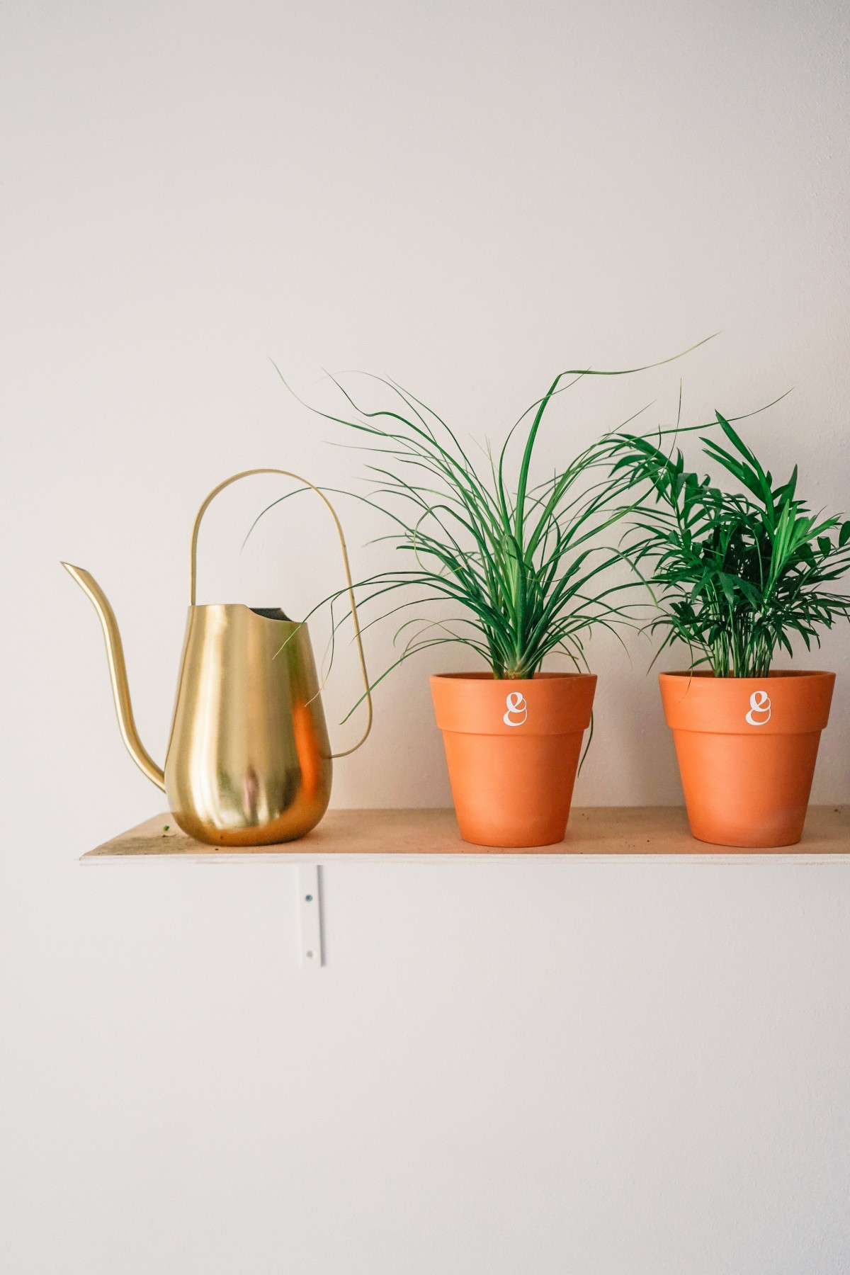 Cómo cuidar las plantas de interior en primavera