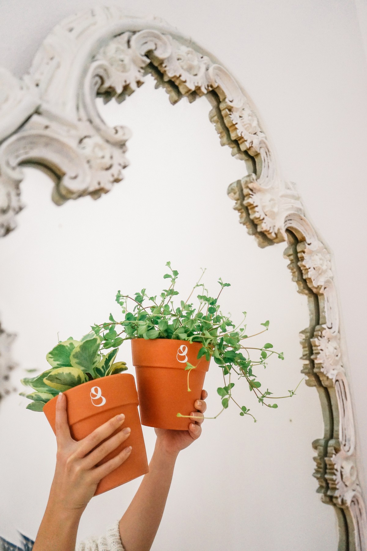 Cómo cuidar las plantas de interior en primavera