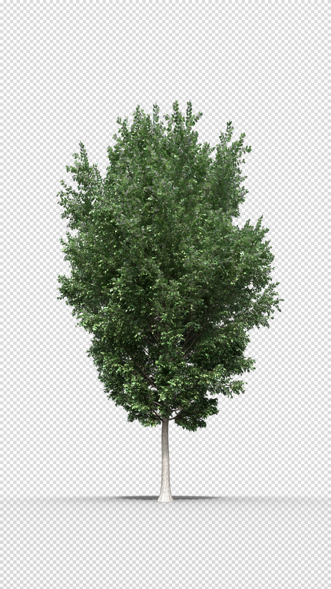 "Me interesa el crecimiento de las ciudades, son un entorno completamente artificial"