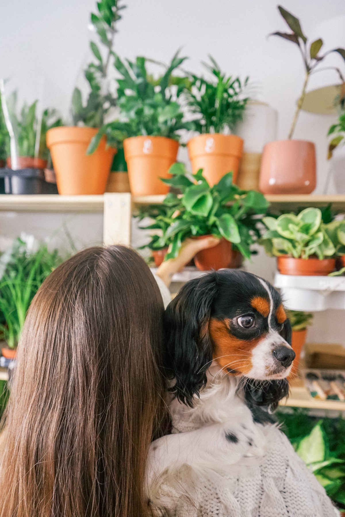 Las plantas ‘pet-friendly’: las especies más adecuadas para quienes tienen animales en casa