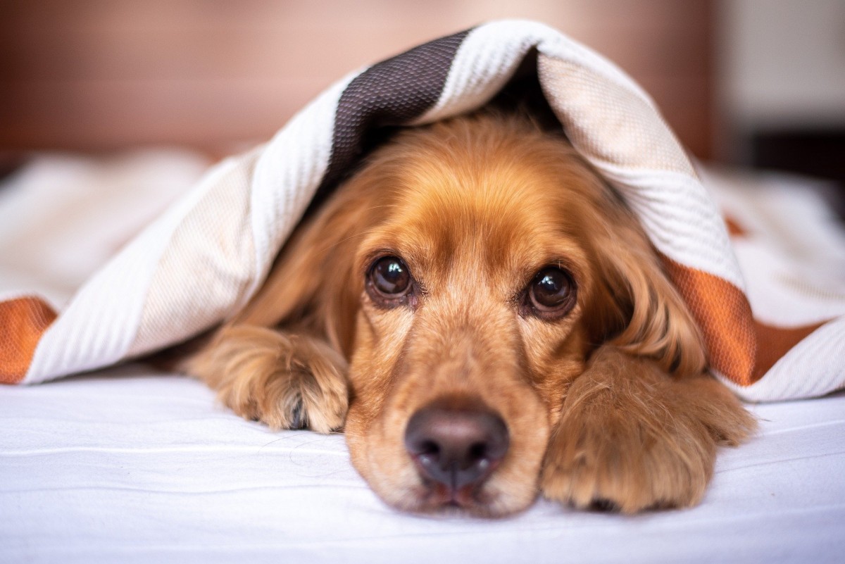 Consejos básicos para preparar tu hogar para la llegada de una mascota