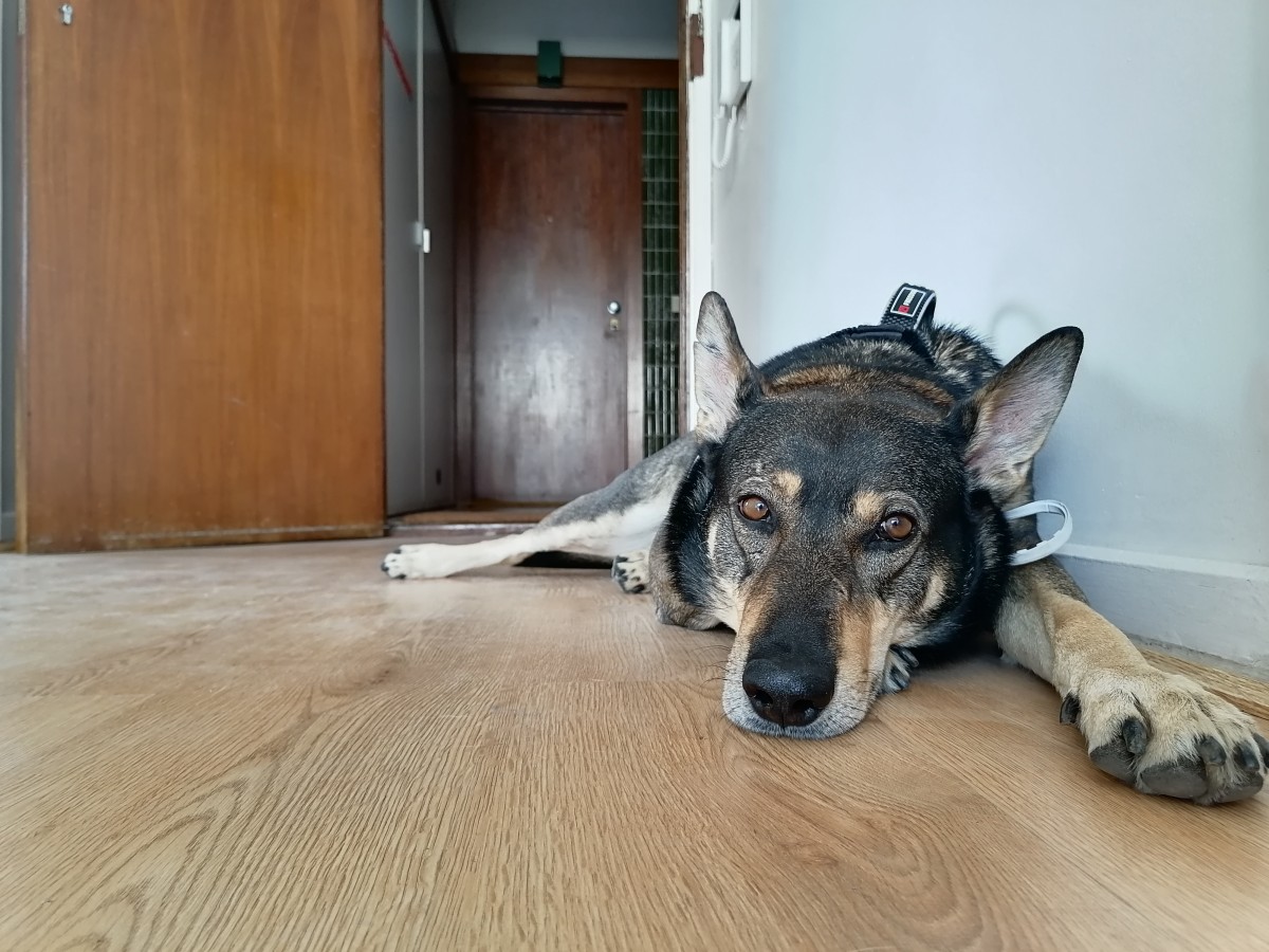 Esta es la historia de Lucky, el "asesor perruno inmobiliario" que eleva las ventas