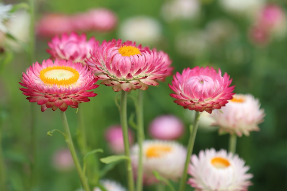 Cómo mantener tu jardín cuidado este verano