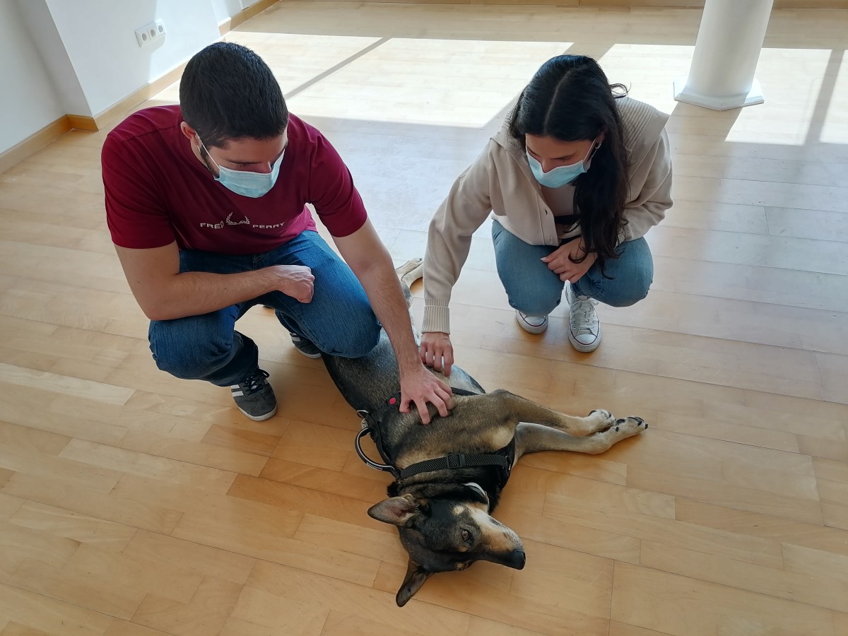 Esta es la historia de Lucky, el "asesor perruno inmobiliario" que eleva las ventas