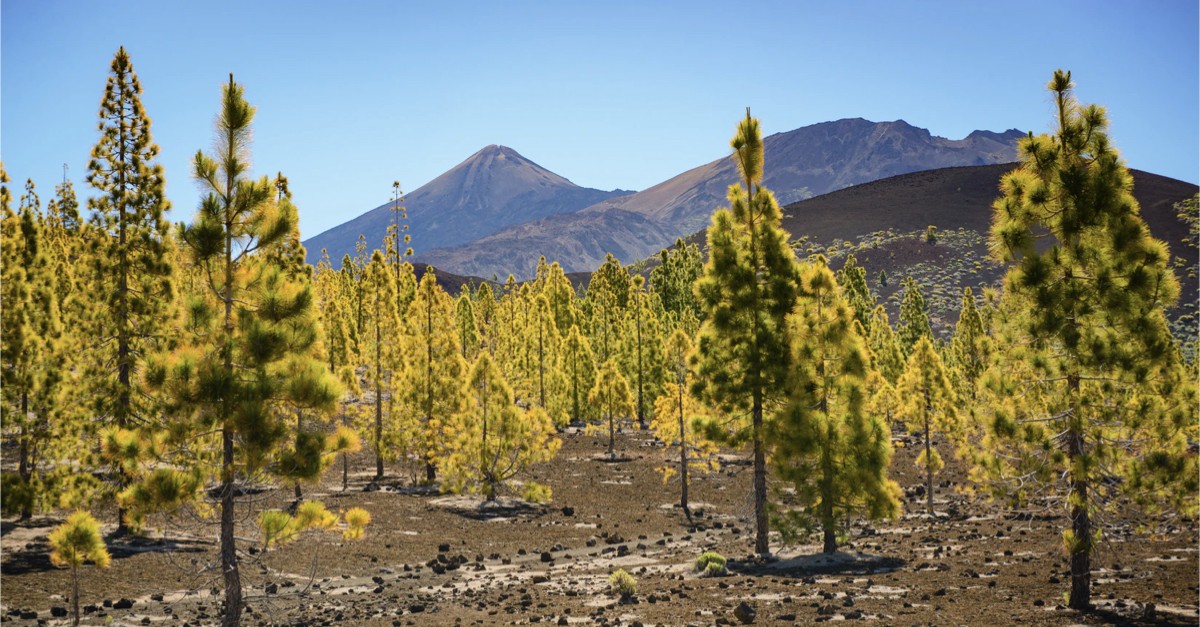 Teide