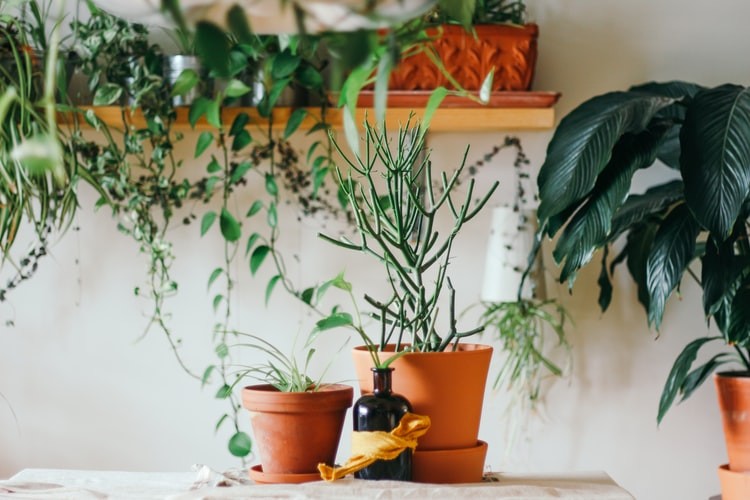 Ideas para crear tu propio santuario de plantas en casa — idealista/news