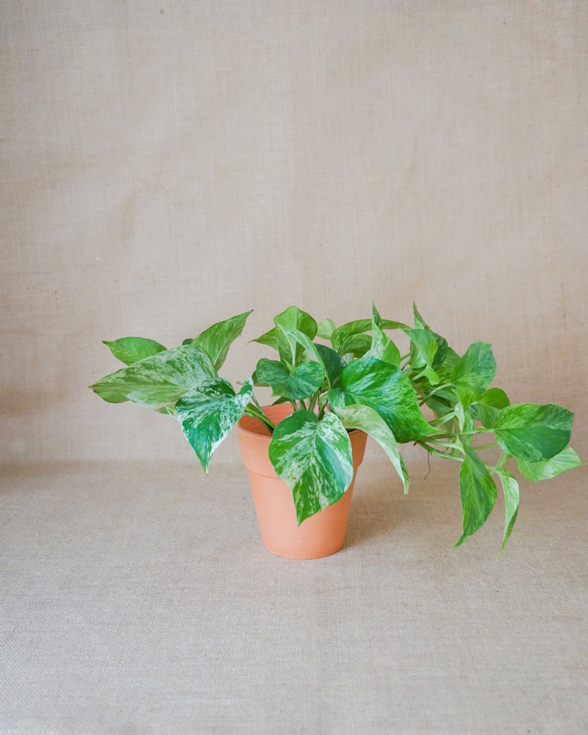 Seis plantas para el dormitorio que te ayudarán a dormir mejor