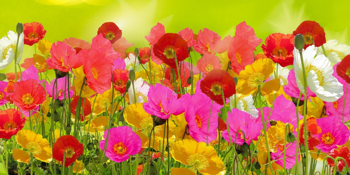 Cómo crear maceteros y macetas de jardín de forma práctica y colorida