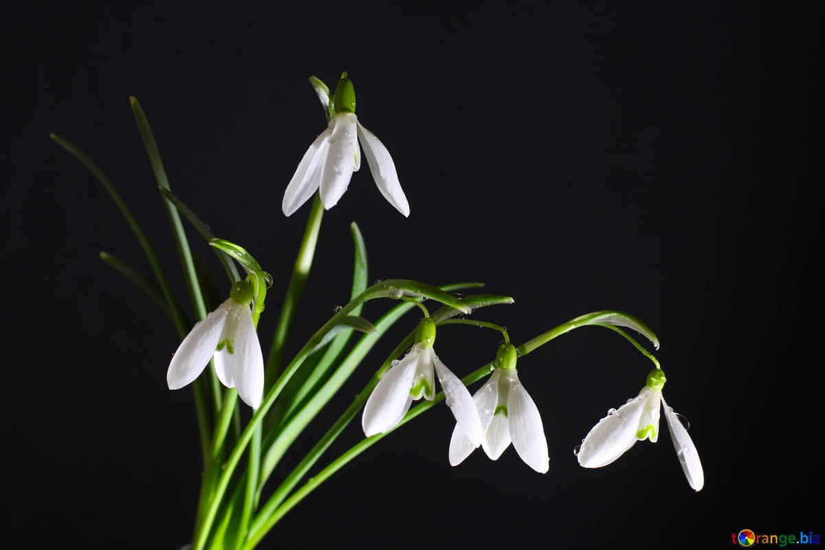 Tres tipos de flores resistentes al frío que llenarán de vida el balcón de tu casa 