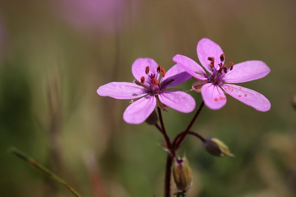El balcón de tu casa estará florido con esta bonita flor que crece en enero