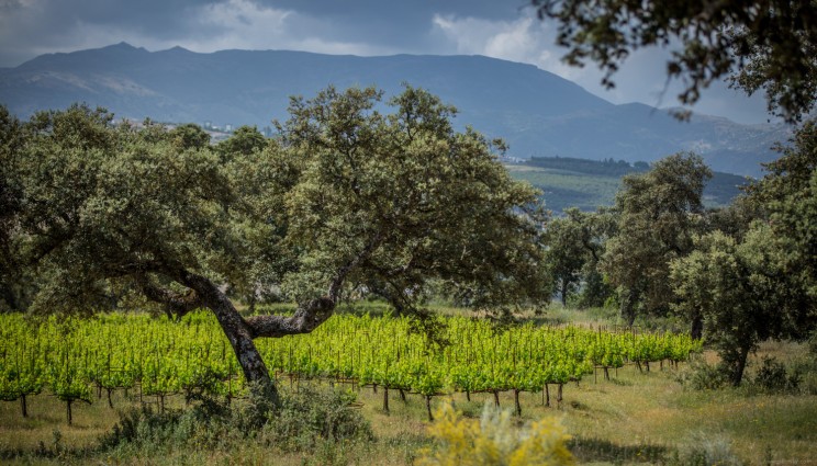 Profitez de la vue sur les vignes de n'importe où dans la maison