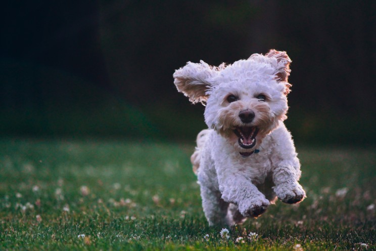 Although now defined as "sentient beings" pets can still be prohibited in a rental contract