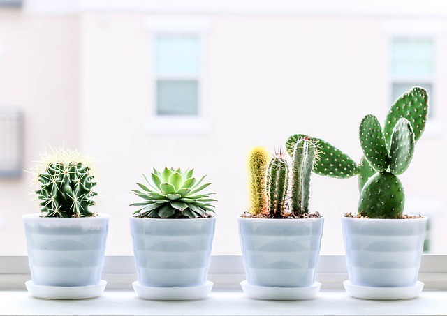 Decorar con cactus y suculentas