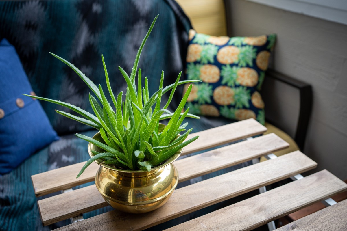 Aloe Vera