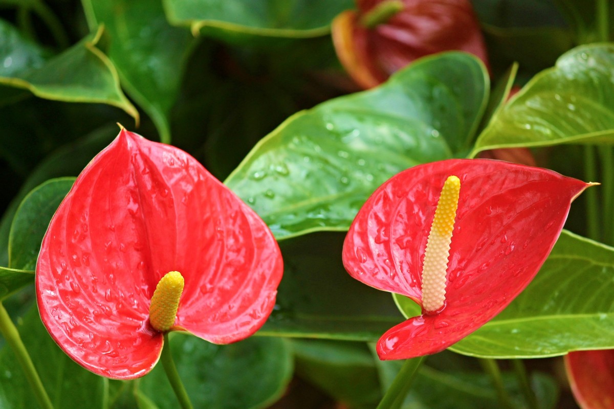 Estas plantas purifican el aire en los espacios cerrados