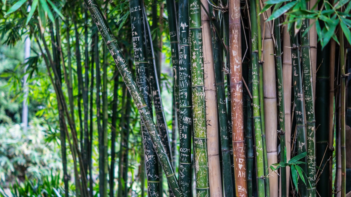 Los mejores setos de crecimiento rápido para el jardín
