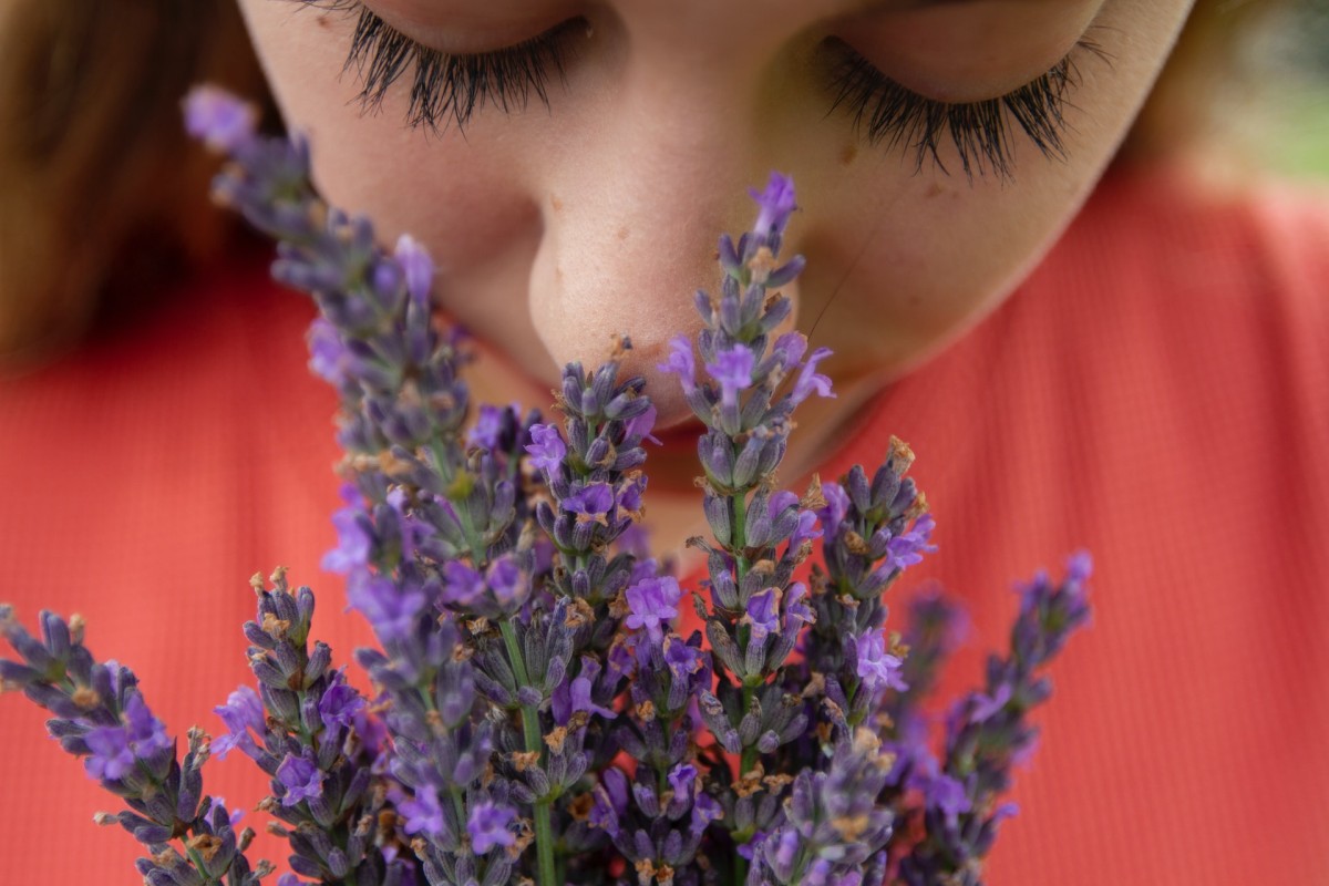 Estas plantas purifican el aire en los espacios cerrados