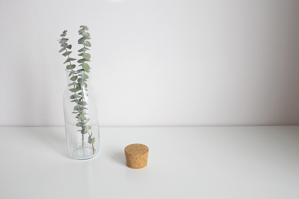 El eucalipto, una planta con energía positiva