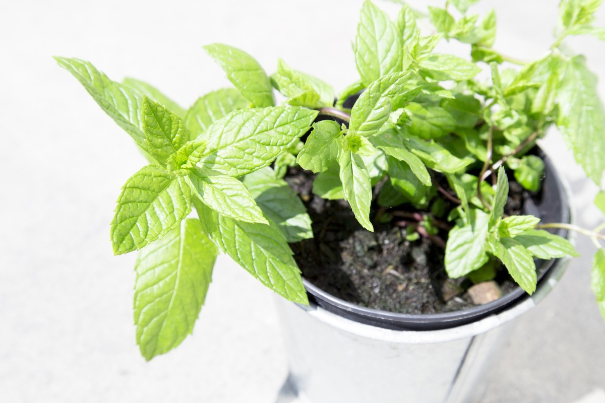 Estas son las plantas que aportan buenas energías a la casa