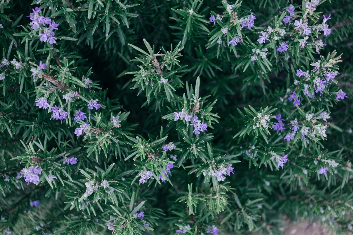 Estas son las plantas que aportan buenas energías a la casa
