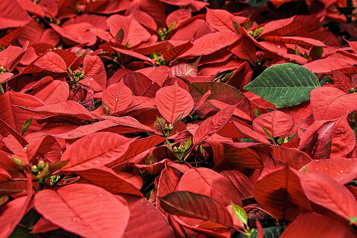 Estas plantas purifican el aire en los espacios cerrados
