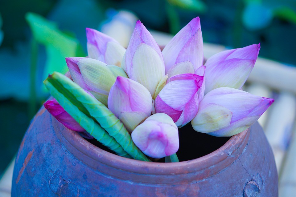 Flor de loto